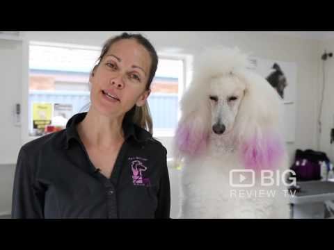 Animal Magic, Pet Groomer in Gold Coast for Dog Grooming or for Cat Grooming