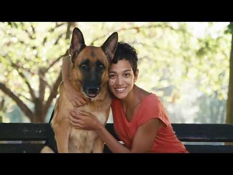 Gold Coast Dog Training Videos. PH 0468 420 470. www.VideoMarketingServices.com.au
